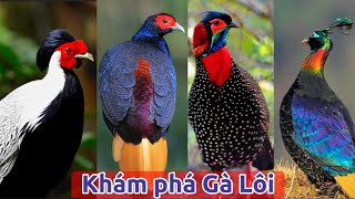 Khám Phá Gà Lôi - Dòng Chim sở hữu bộ lông Nổi Bật sinh sống trên Thế Giới || Đạt Bird TV