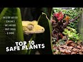 SAFE PLANT LIST | Crested Geckos, Day Geckos, Dart Frogs & More!