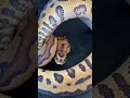 ボールパイソン クラウンの優雅さを伝えたい【ペット動画】#shorts