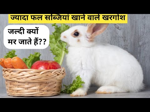 ज्यादा फल सब्जियां खाने वाले खरगोश जल्दी क्यो मरते है?Why Do Rabbits Die Suddenly?Rabbit Care Video!