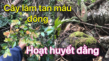 Lên núi cao gặp cây thuốc cực quý- dây hoạt huyết đằng mà nhiều thầy thuốc săn lùng 