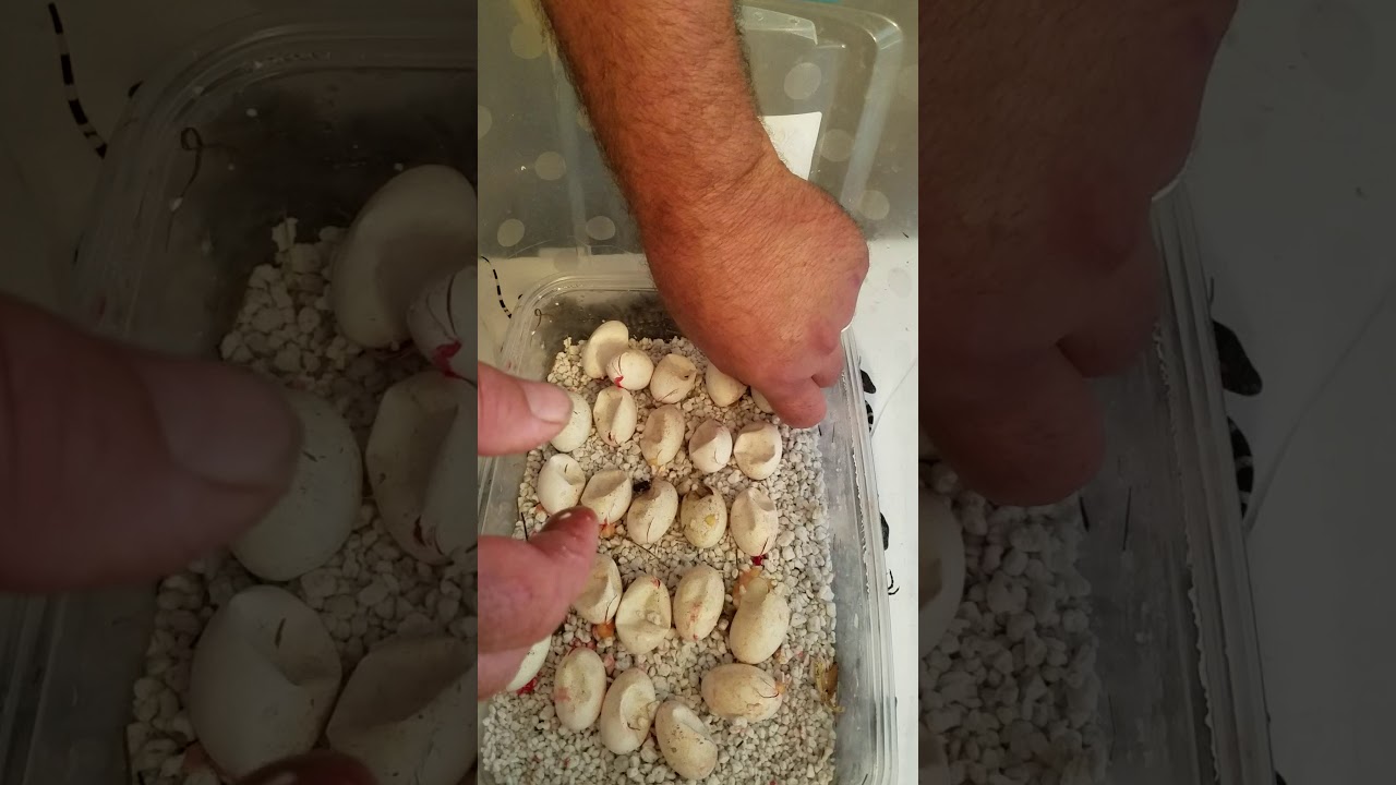 camera iphone 8 plus apk Baby blue tegus hatching