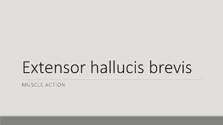 Extensor Hallucis Brevis Action
