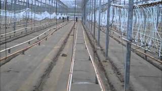 Cucumbers Growing: greenhouse clean-up before planting cukes