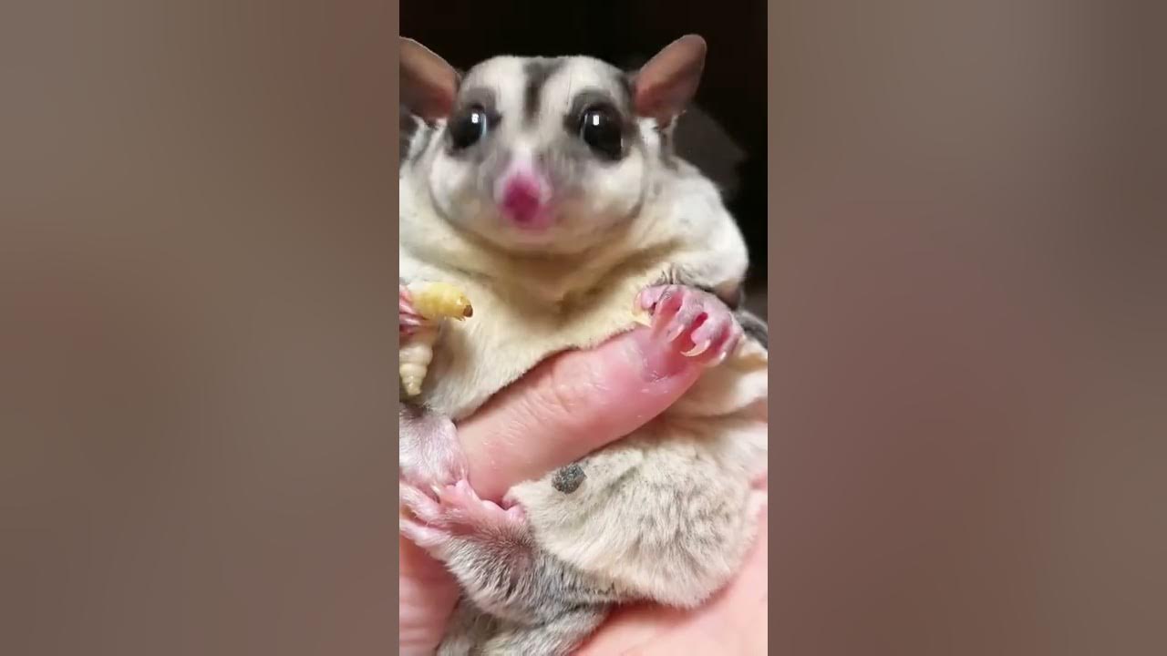 OMG Cutest Honey Glider Satisfy Eating Silk Worm Sugar Glider Flying So