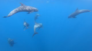 DOLPHIN WATCHING | Jabonga, Agusan del Norte | GoPro Hero7Black by Nico Calo 212 views 3 years ago 2 minutes, 18 seconds