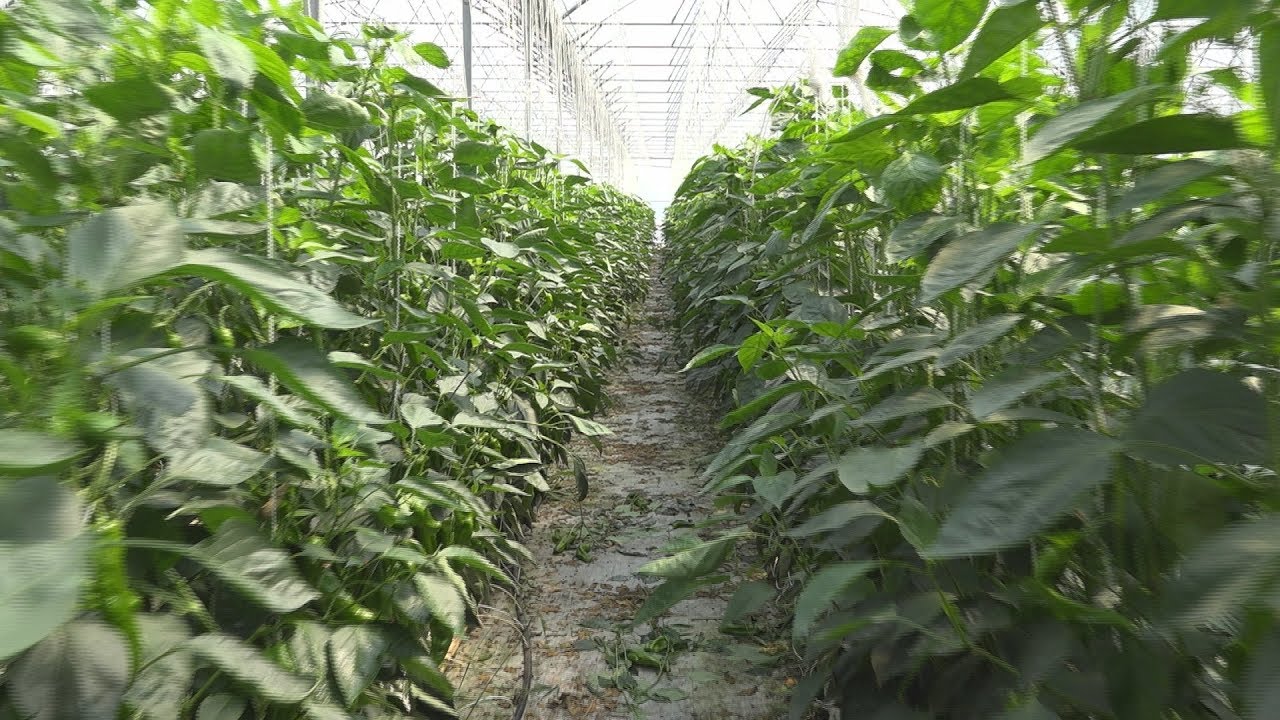 Magyarország Legszebb Birtoka díj - Kertészet kategória