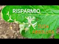 Tuta Absoluta come e dove possiamo RISPARMIARE tempo e Denaro