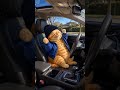 The most joyful car video you'll see today - Gino is jamming 🚗🎵 #funnycats