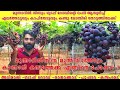 How to go munnar to kambam  grape farm at cumbam theni  cumbam road trip  grape farm