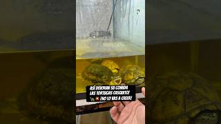 Así devoran su comida las TORTUGAS CASQUITO! 🐢💥 ¡No lo vas a creer!#tortuga #turtle #reptil #pets