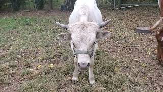 Whiskey Tango Longhorn Bull Herdsire Prospect