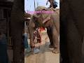 listening #hanumanchalisa #potato #eating #viral #ganesh #ganeshchaturthi #elephant #love #shorts
