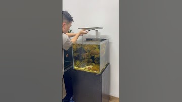 Nâng cấp ánh sáng cho bể cá biển, update tình trạng bể hiện tại #cachoithang #aquarium #thuysinh