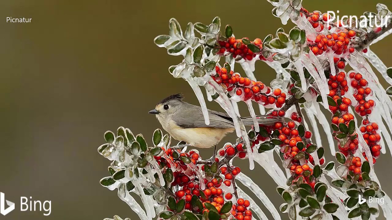 Unique animals were photographed from beautiful angles with strange movements