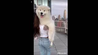 Most viral video #dog lovers #3m+views