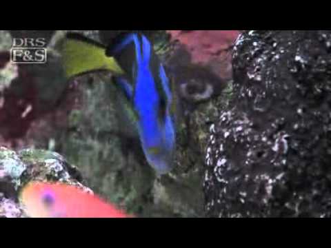 Blue Tang Paracanthurus Hepatus Liveaquaria Com Youtube
