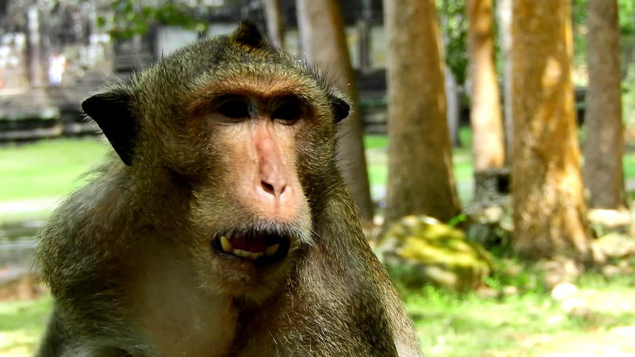 notary public A Monkey Filex Was Not Allowed To Attend Group/ He Lives Far A way From Group alone