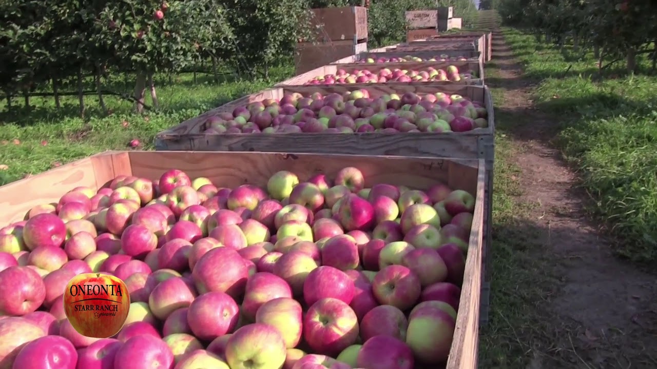 Honeycrisp Apple Harvest YouTube