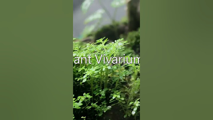 AntsCanada   I Connected My Three Giant Vivariums Together and It Changed Everything