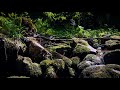 RIVER SOUNDS - Relaxing Water Stream Sounds for Sleep, Study, Meditation, Focus