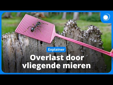 Video: Kom vlieënde miere van miere af?