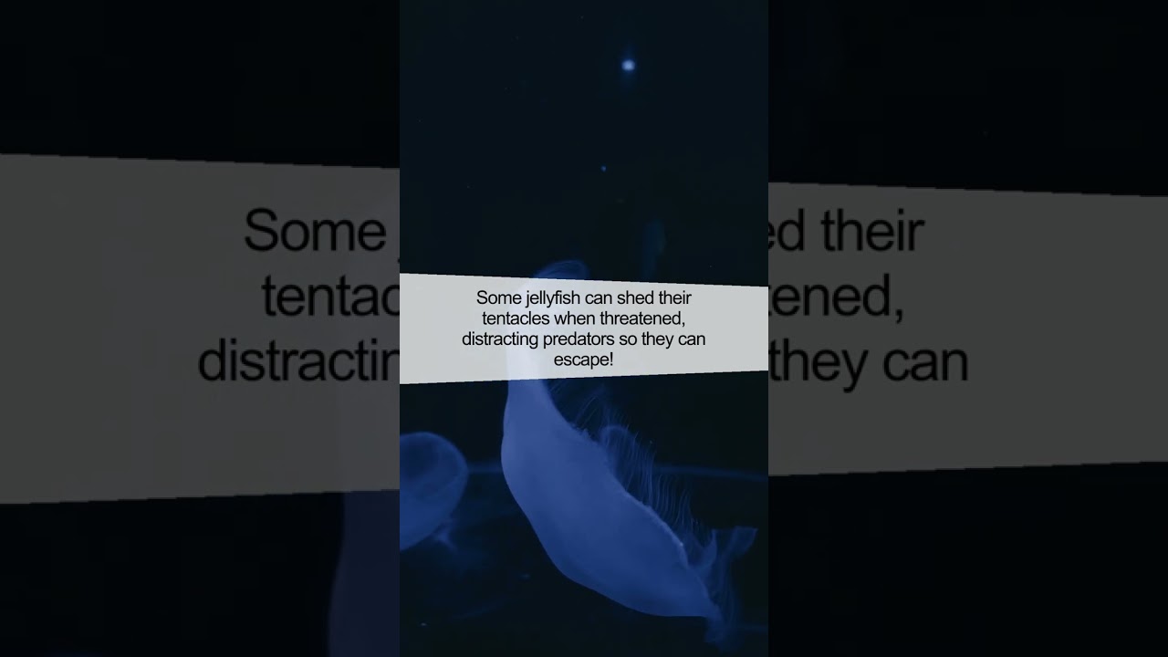 The Incredible Power of Jellyfish Defense Mechanisms!