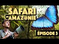 On tente dattraper le lgendaire grand morpho   safari en amazonie  episode 3