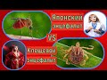 Клещевой Энцефалит  VS  Японский энцефалит