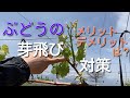 ぶどうの芽飛び対策 "一文字短梢"　デメリットとメリットも紹介