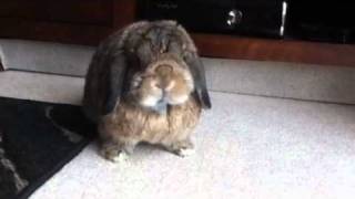 Bunny sneezing