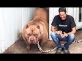 The 10 Unique Bulldog Breed Types