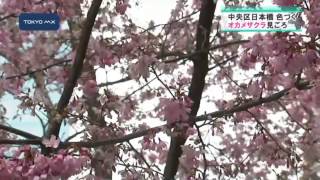 日本橋あじさい通り オカメザクラが見ごろ