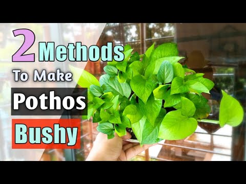 2 Methods to Turn A Leggy Money Plant Bushy FAST (Pothos)// How to Make Money Plant BUSHY!