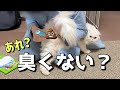 早朝から異臭が…愛猫のお尻をカットしたらマジギレされてしまいました
