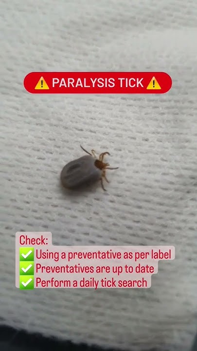paralysis-tick-identification-alert-onlinevet-doghealth-askavet