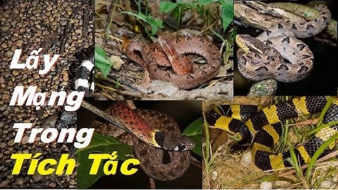 Những Loài Rắn Độc Dễ Chạm Trán Với Con Người Nhất - Nọc Độc Có Thể Lấy Mạng Trong Tích Tắc