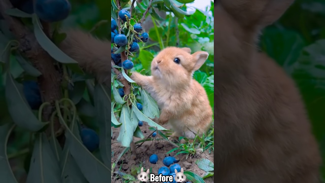 Amazing Animal Growth Journey 