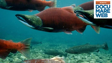 Qual è il pesce che risale la corrente?