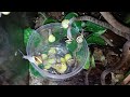 Keeled snaileating snake vs snails