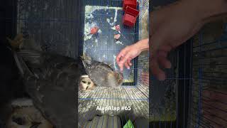 Download Lagu Burung Alap-alap bag. 65 #burung #alapalap #makan MP3