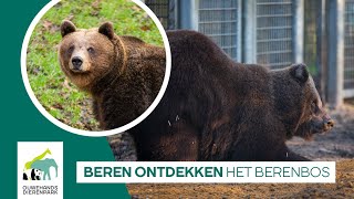 Beren Voor Het Eerst Naar Buiten Het Berenbos