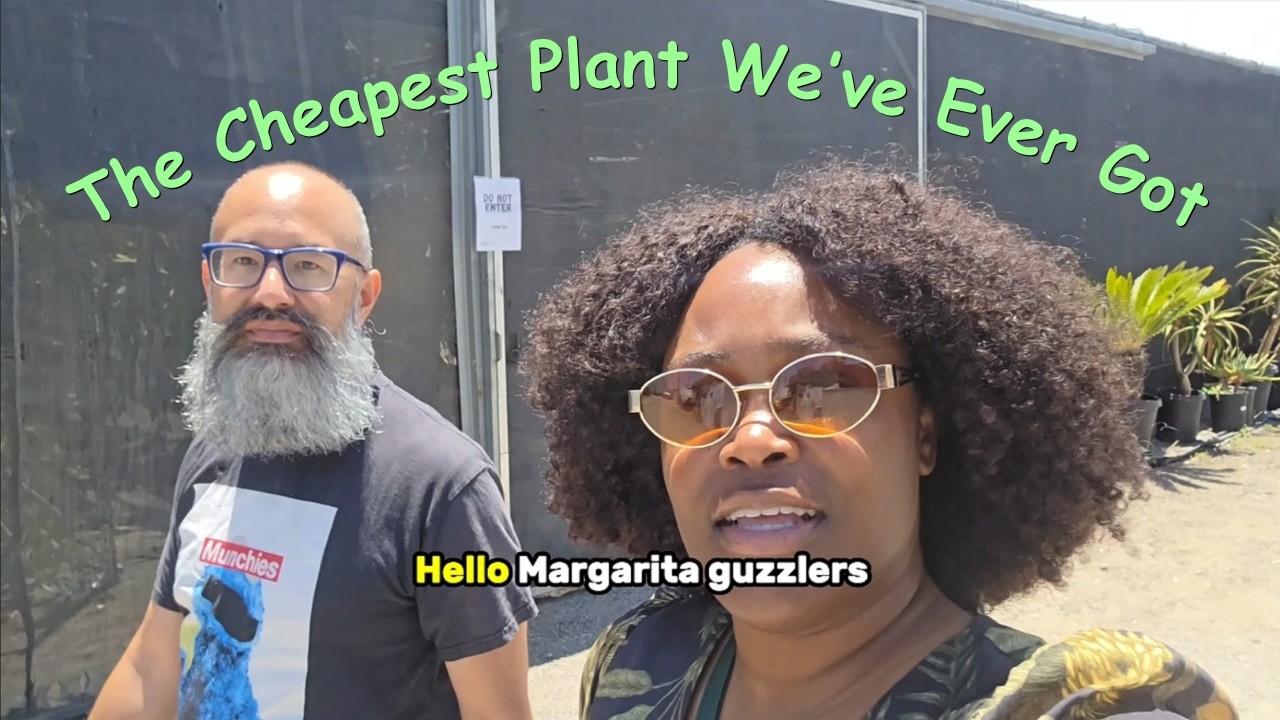 Misfits and Matcha Exploring Divine Plant Market | Rare Plants, Plant Shopping & Hidden Finds