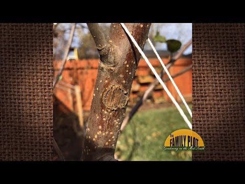 Video: Æblebarksygdom. Manifestationer og behandling