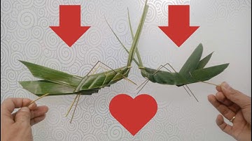Cách Làm Con Cào Cào Bằng Lá Dừa Đơn Giản đẹp nhất.