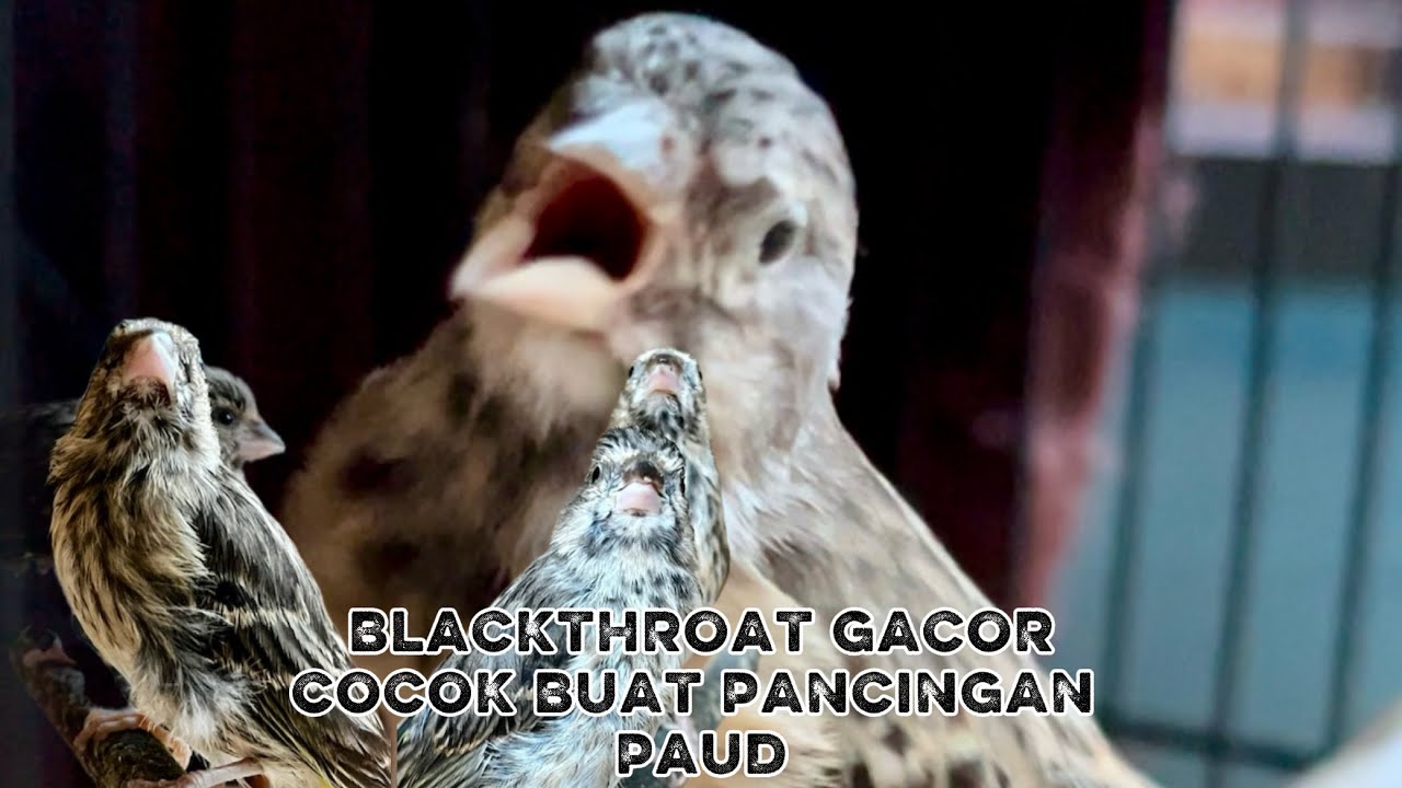 BLACKTHROAT MUDA GACOR || cocok buat pancingan paud belajar bunyi