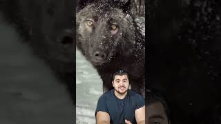 Estos perritos se portan muy mal #perritos #dogs #huksy #golden #teckel #perro #perros