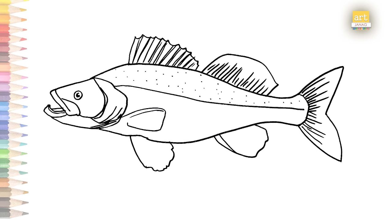 Walleye fish drawing easy  How to draw Walleye fish step by step