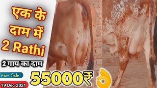 55000₹ में 2 गाय एक के साथ बछड़ी दूसरी के साथ बछड़ा  Budhram Ji96361670119950976222 Rathi Cow Farm