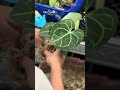Packing plants isn’t just logistics | OKANOKA.COM | Selling Tropical Plants & Houseplants